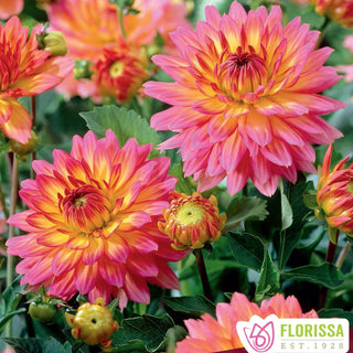 Dahlia ‘Pablo’