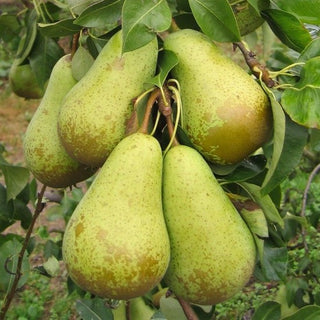 Pear - Pyrus communis ‘Conference’