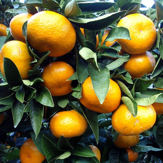 Citrus ‘China Satsuma S-2’