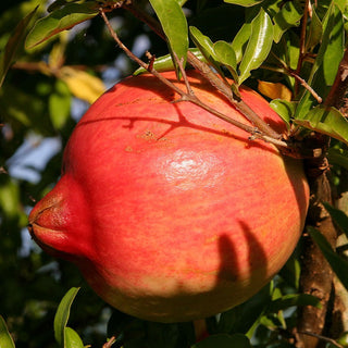Pomegranate - Punica granatum ‘Crimson Sky’