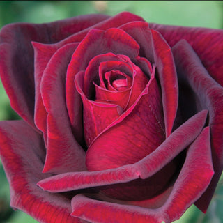Rose ‘Papa Meilland’