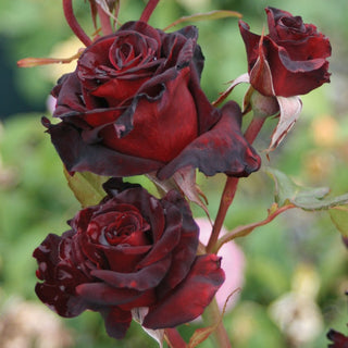 Rose ‘Black Baccara’