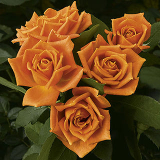 Rose ‘Pumpkin Patch’