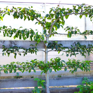 Pear - 3-Tier Espalier European Pear