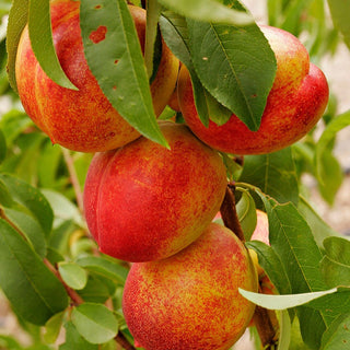 Nectarine - Prunus persica var. nucipersica ‘Fantasia’