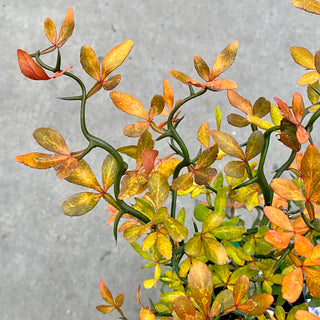 Citrus ‘Flying Dragon’