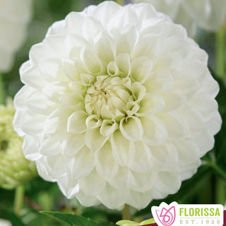 Dahlia ‘Petra’s Wedding’ (1/pkg)