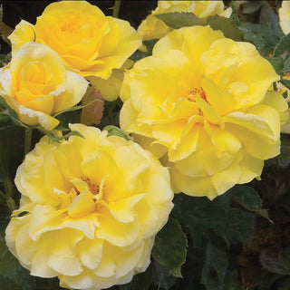 Rose ‘Sunsprite’