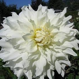 Dahlia ‘Walter Hardisty’