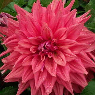 Dahlia ‘Belle of Barmera’