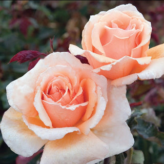 Rose ‘Just Joey’