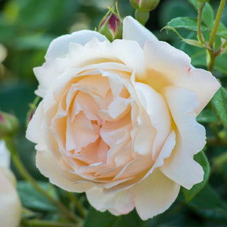 Rose ‘Wollerton Old Hall’