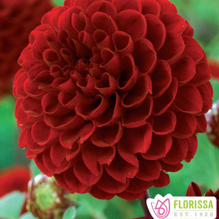 Dahlia ‘Viking’ (1/pkg)