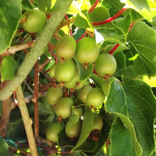 Kiwi - Actinidia arguta ‘Issai’