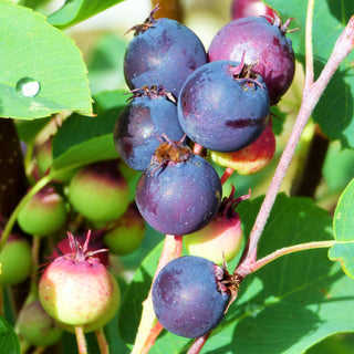 Saskatoon Berry ‘Northline’