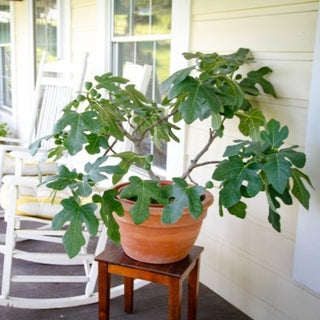 Fig - Ficus carica ‘Fignomenal’