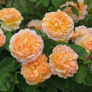 Rose ‘The Lady Gardener®’