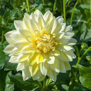 Dahlia ‘La Luna’ 