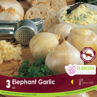 Elephant Garlic