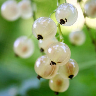 Current (White) - Ribes sativum ‘White Imperial’