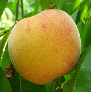 Peach - Prunus persica ‘Harrow Diamond’