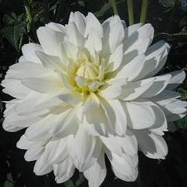 Dahlia ‘Carl Chilson’
