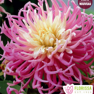 Dahlia ‘Stars Favorite’ (1/pkg)