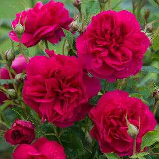 Rose ‘Thomas a Becket™’
