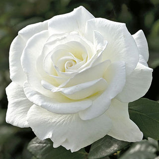 Rose ‘Sugar Moon’