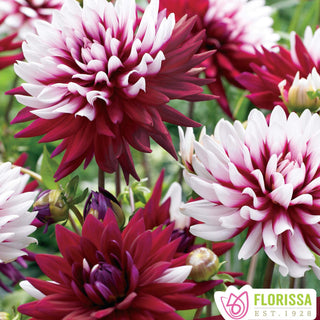 Dahlia ‘Rebecca’s World’ (1/pkg)
