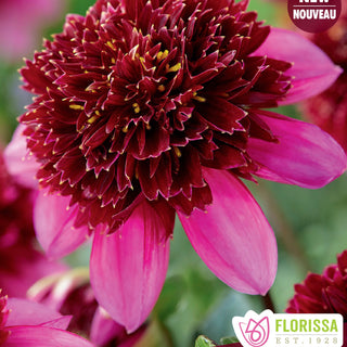 Dahlia ‘Poodle Skirt’