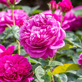 Rose ‘James L Austin’