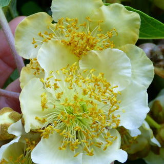 Kiwi - Actinidia deliciosa ‘Matua’