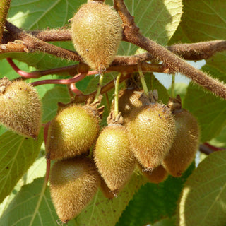 Kiwi - Actinidia deliciosa ‘Jenny’