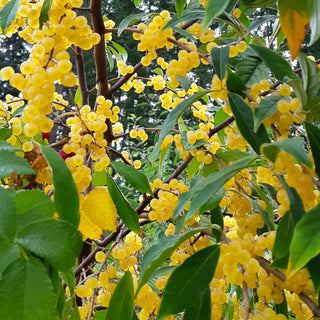 Autumn Olive - Elaeagnus umbellata ‘Amber’