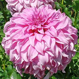 Dahlia ‘Vassio Meggos’