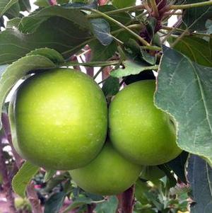 Apple - Malus domestica ‘Tangy Urban Green’