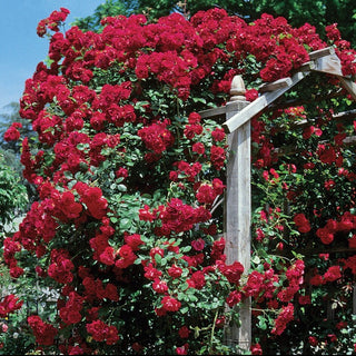 Rose 'Blaze'