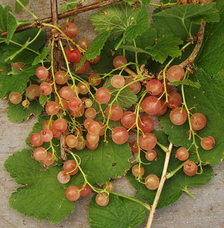 Current (Pink) - Ribes rubrum ‘Pink Champagne’