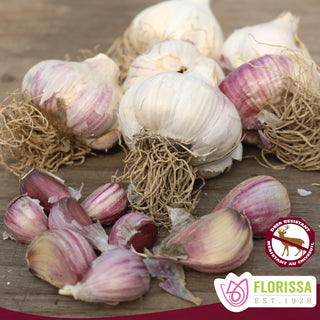 Russian Red Garlic