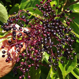 Elderberry - Black Elderberry (Sambucus nigra ‘Korsor’)