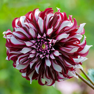 Dahlia ‘Tartan’