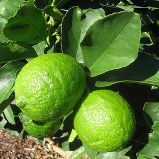 Citrus ‘Bearss Lime’