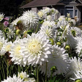 Dahlia ‘Clearview Tammy’