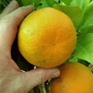 Citrus ‘Cocktail Grapefruit’