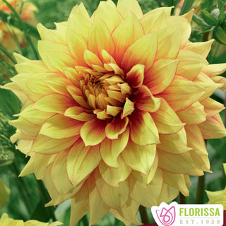 Dahlia ‘Dazzling Sun’ (1/pkg)