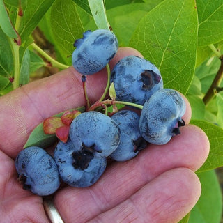 Blueberry - ‘Chandler’