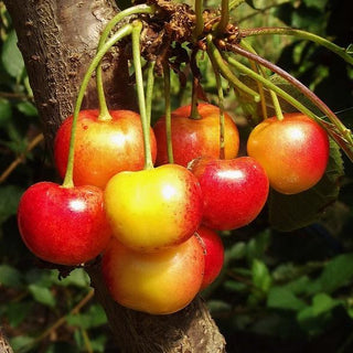 Cherry - Prunus avium ‘Rainier’