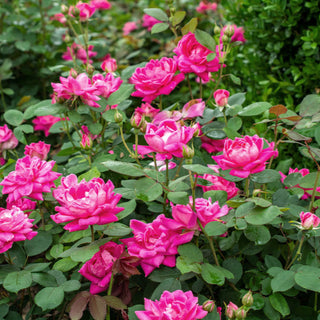 Rose ‘Knock Out Double Pink’