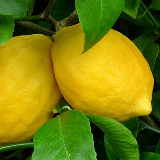 Citrus ‘Improved Meyer Lemon’
